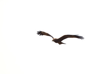 Black kite or Pariah kite flying on white background