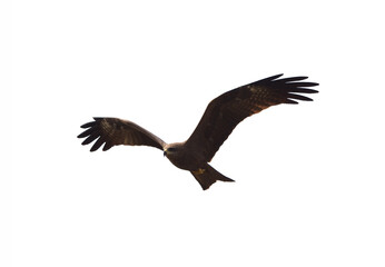 Black kite or Pariah kite flying on white background