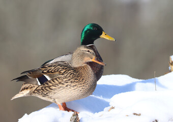 Mallard