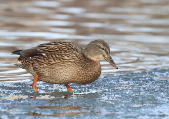 Mallard