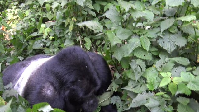 endangered Silverback mountain gorilla walks past in Bwindi Impenetrable Forest, Uganda 