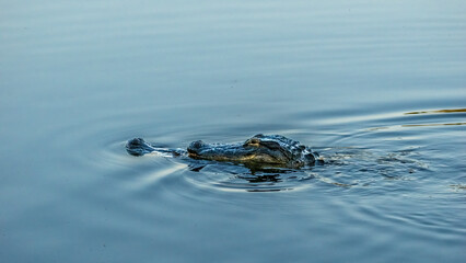 Courtship rituals of two American Alligators (Alligator mississipiensis) at the Venice Audubon Rookery in Vneice Florida USA