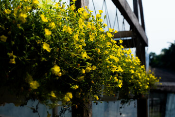 Yellow garden flowers