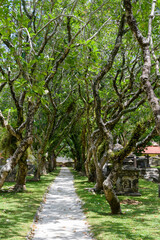 Fototapeta premium George Town, Penang, Malaysia: A path through the gravestones in the Old Protestant Cemetery, also known as the Northam Road Cemetery.