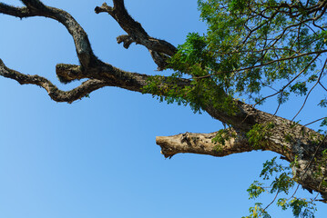 Fototapeta na wymiar A dead tree trunk on sky background