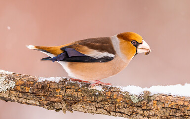 Grubodziób zwyczajny Coccothraustes coccothraustes