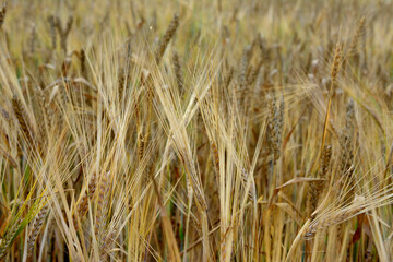 A field of wheat with ripe ears of wheat isolated, close-up  
