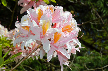 Fragrant pink azaleas in spring