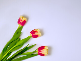 Three  tulips