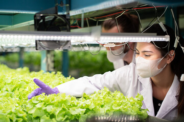 Male and female scientist wear white uniform working in organic, hydroponic vegetables plots...