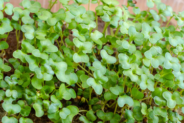 microgreens in transparent trays, young sprouts of different plants: mustard, radishes, dill, diet and healthy eating