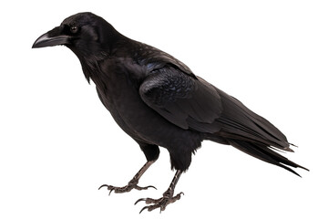 Obraz premium crow png, transparent background - isolated, white background, black crow, generative ai