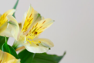 Alstroemeria flowers (Peruvian lily or Lily of the Incas) on white background.