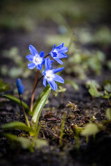 Niebieski wiosenny kwiat