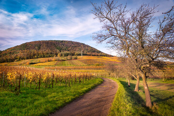 Fototapeta na wymiar Vineyards in Pfalz at autumn time, Germany