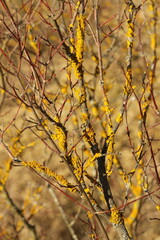 Fototapeta na wymiar branches of a bush covered in yellow lichen