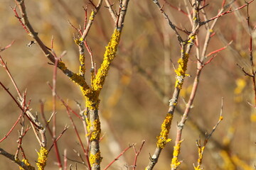 yellow lichen on a branch