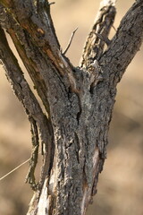 Obraz premium trunk of a tree