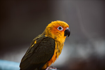 Baby Pet Sun Conure Parrot Outside free Flying in the Trees UK