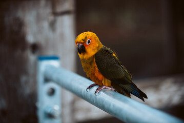 Baby Pet Sun Conure Parrot Outside free Flying in the Trees UK