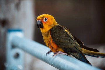 Baby Pet Sun Conure Parrot Outside free Flying in the Trees UK