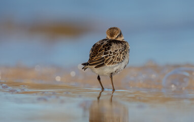 Dunlin - young bird at a seashore on the autumn migration way