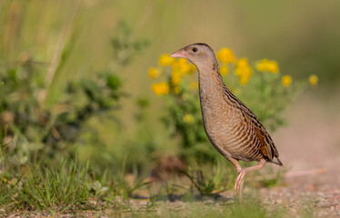 Corn crake - male bird at a meadow in the beginning of the summer