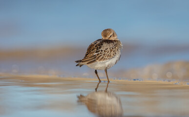 Dunlin - young bird at a seashore on the autumn migration way