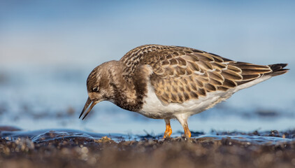 Ruddy Turnstone -  at the sea shore on autumn migration way