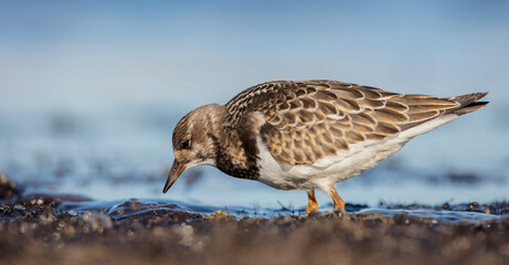 Ruddy Turnstone -  at the sea shore on autumn migration way