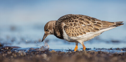 Ruddy Turnstone -  at the sea shore on autumn migration way