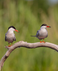 Common Tern  - two adult birds at a wetland near the nest
