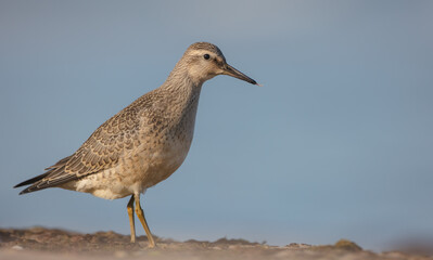 Red Knot - on the autumn migration way at a seashore