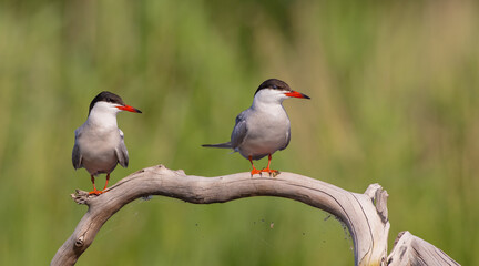 Common Tern  - two adult birds at a wetland near the nest