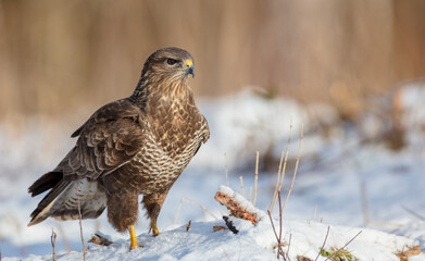 Common Buzzard in early spring at a wet forest
