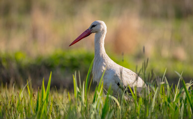 The white stork - at a wet fields in spring