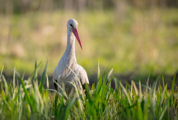 The white stork - at a wet fields in spring