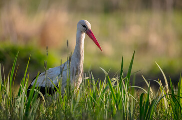 The white stork - at a wet fields in spring