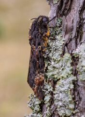 The African death's-head hawkmoth - female in september. On migration way to south.