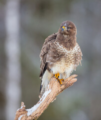 Common Buzzard in early spring at a wet forest