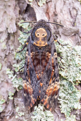 The African death's-head hawkmoth - female in september. On migration way to south.