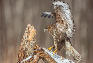 Common Buzzard in early spring at a wet forest