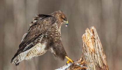 Common Buzzard in early spring at a wet forest