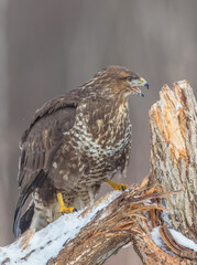 Common Buzzard in early spring at a wet forest