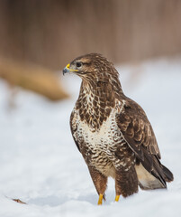 Common Buzzard in early spring at a wet forest
