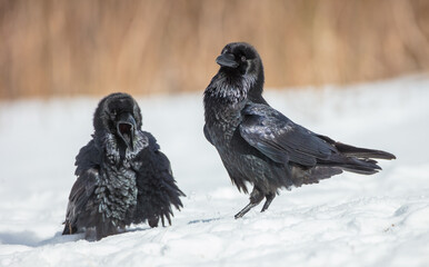 Common Raven - two birds in early spring at a wet forest