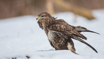 Common Buzzard in early spring at a wet forest