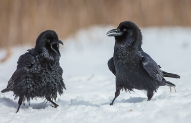 Common Raven - two birds in early spring at a wet forest