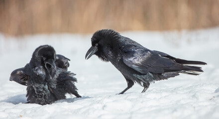 Common Raven - two birds in early spring at a wet forest