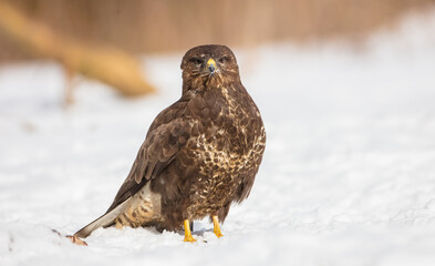 Common Buzzard in early spring at a wet forest